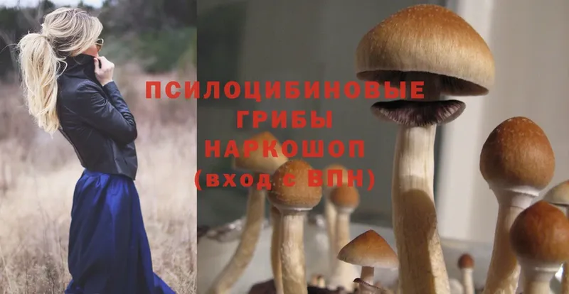 Галлюциногенные грибы Psilocybe  Миллерово 